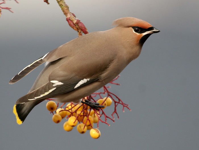 Waxwing