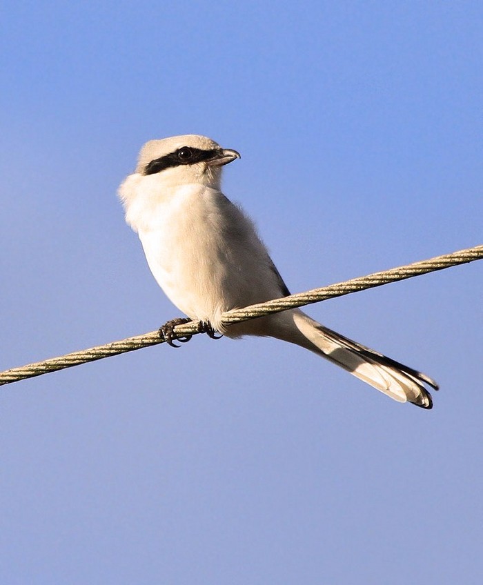 Great Grey Shrike