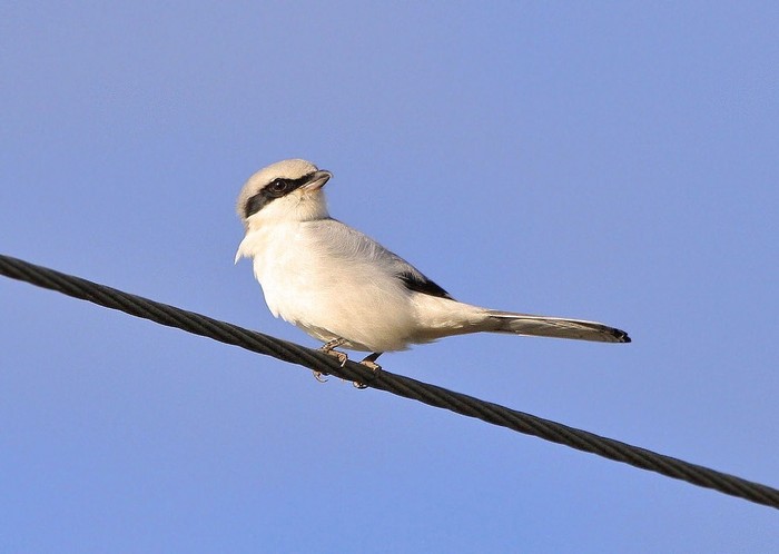 Great Grey Shrike