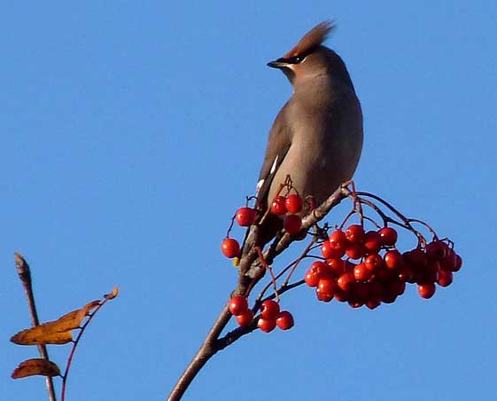 Waxwing