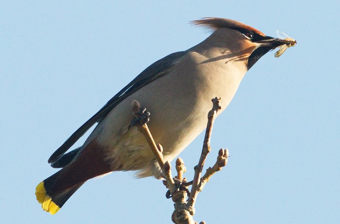 Waxwing