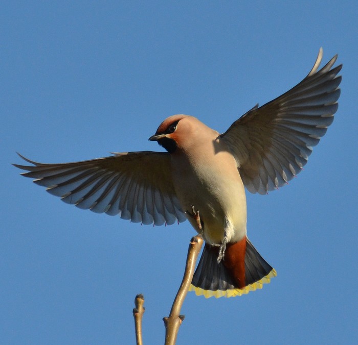 Waxwing