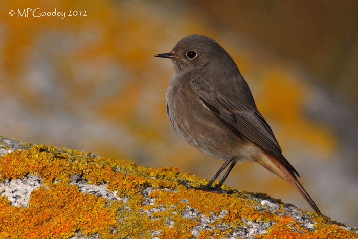 Black Redstart