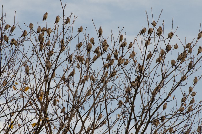 Waxwing