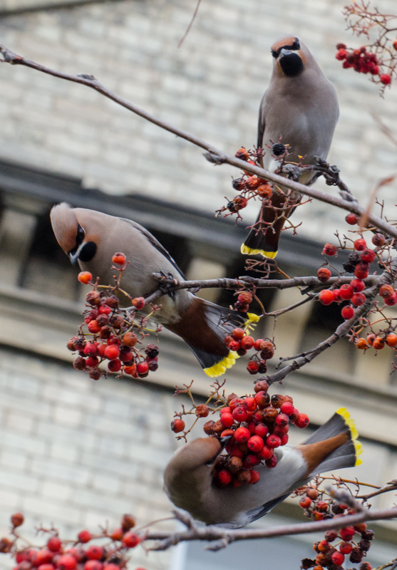 Waxwing