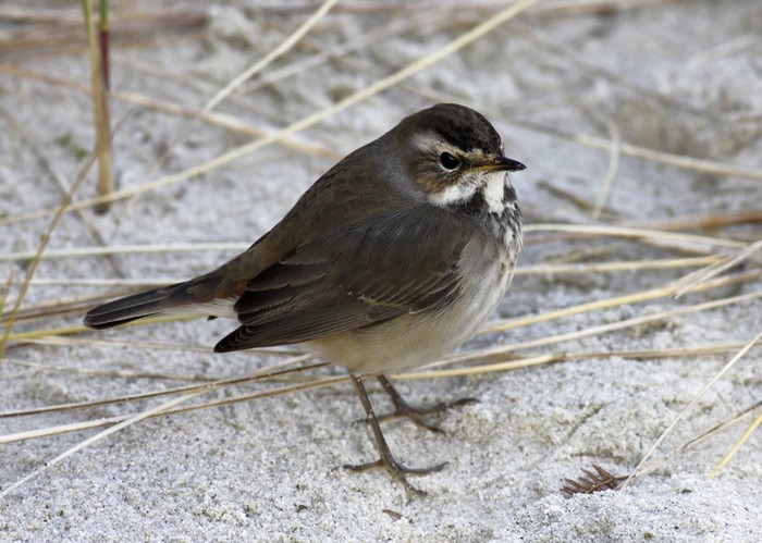 Bluethroat