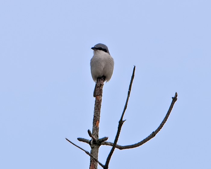 Great Grey Shrike