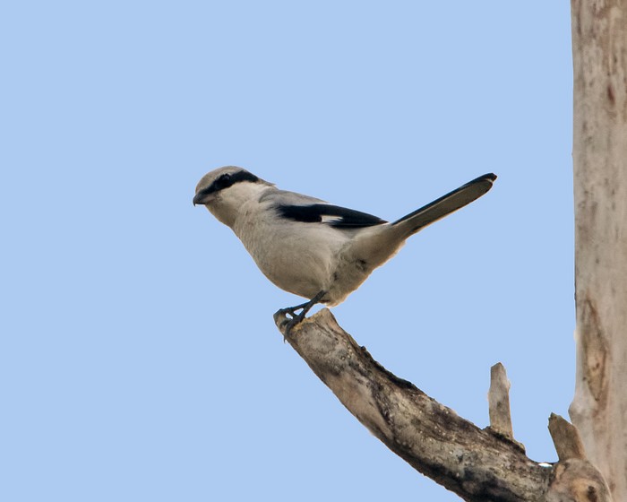 Great Grey Shrike