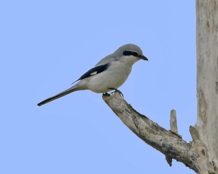 Great Grey Shrike