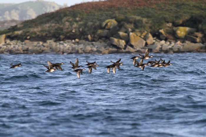 Common Scoter