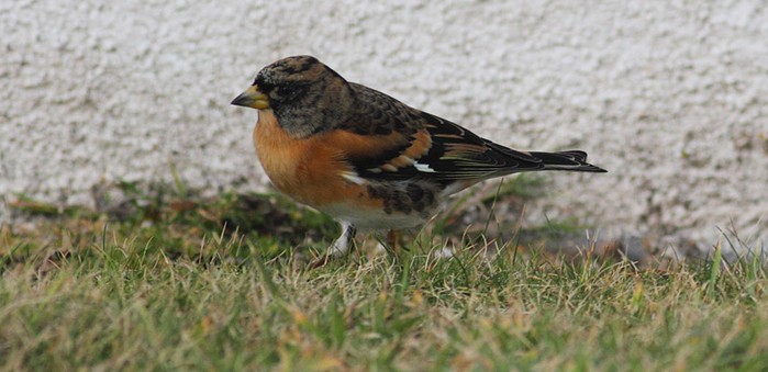 Brambling