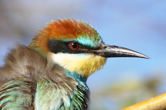 Bee-eater