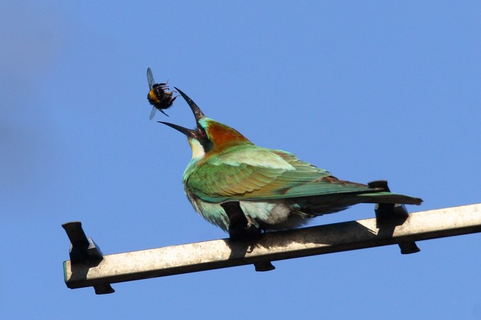 Bee-eater