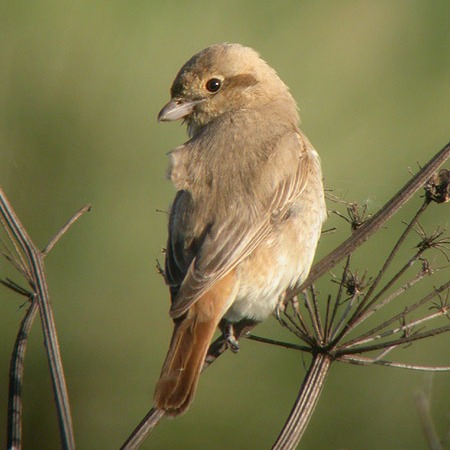 Daurian Shrike
