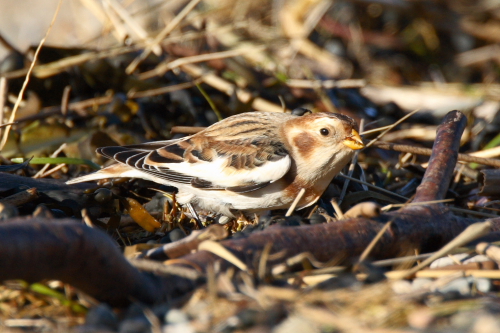 Snow Bunting