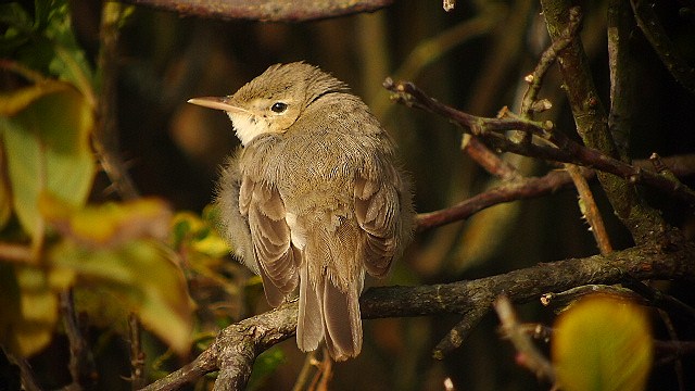 Eastern Olivaceous Warbler