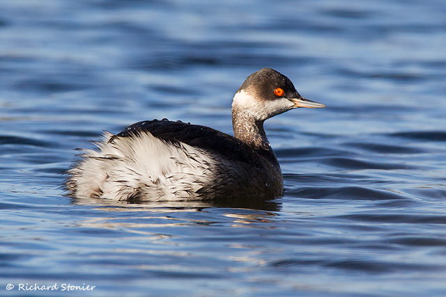 Black-necked Grebe