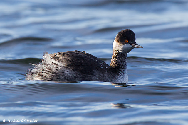 Black-necked Grebe