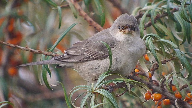 Barred Warbler