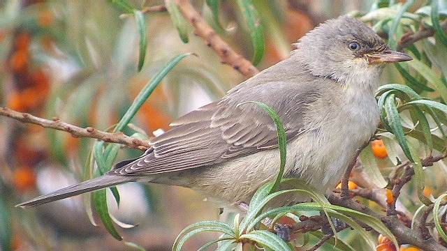 Barred Warbler