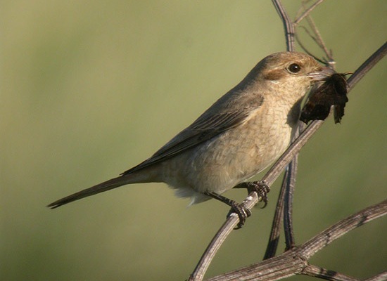 Daurian Shrike