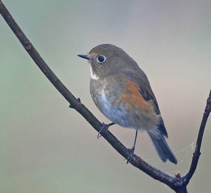Red-flanked Bluetail