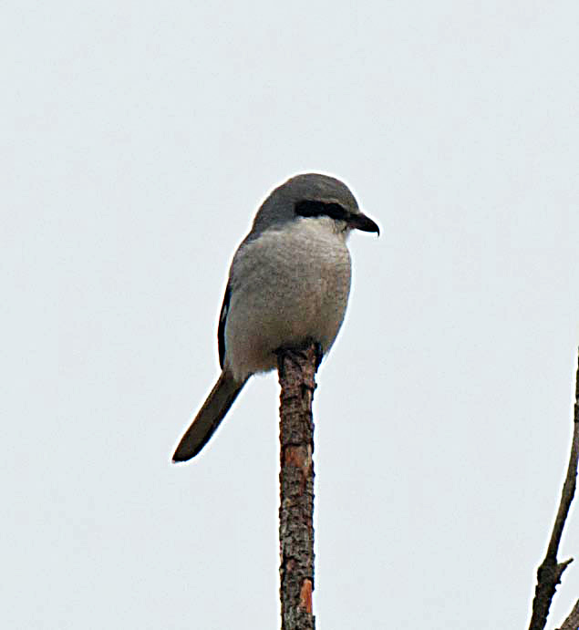 Great Grey Shrike