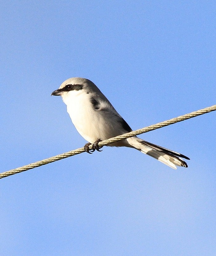 Great Grey Shrike
