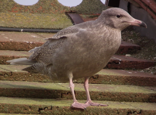 Glaucous Gull