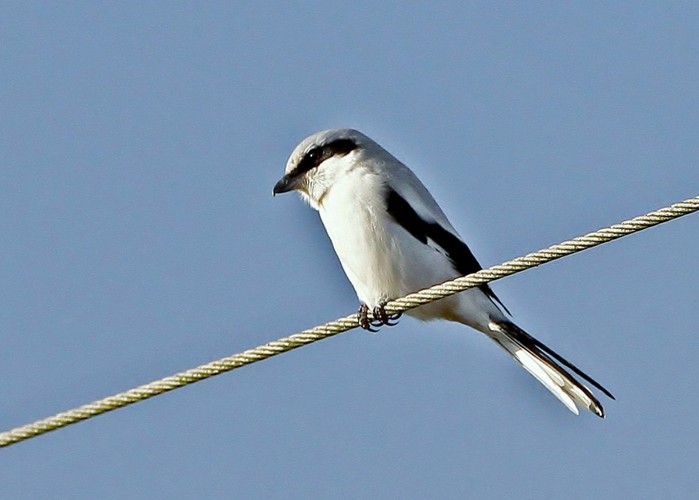 Great Grey Shrike