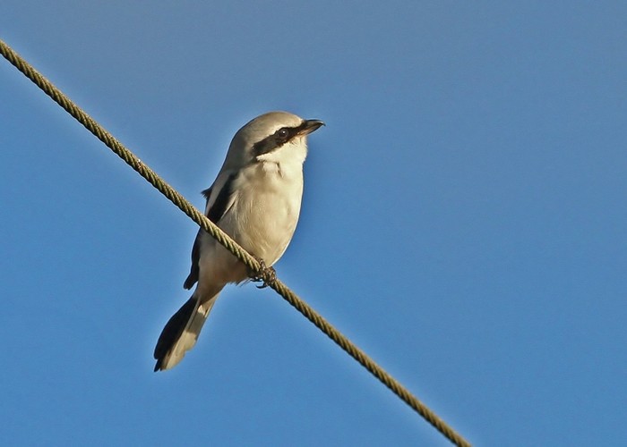 Great Grey Shrike