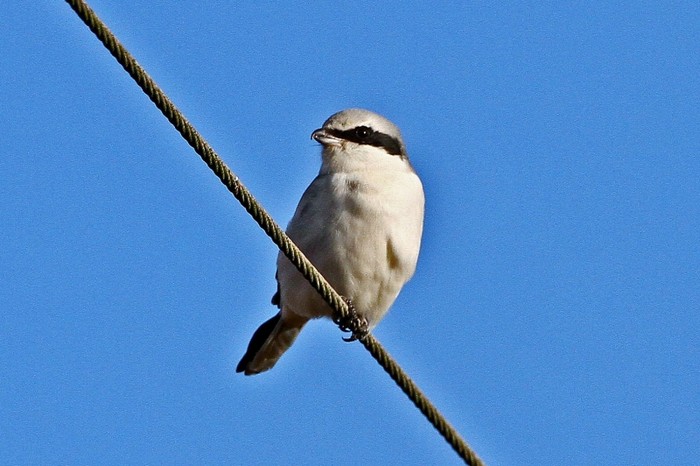 Great Grey Shrike