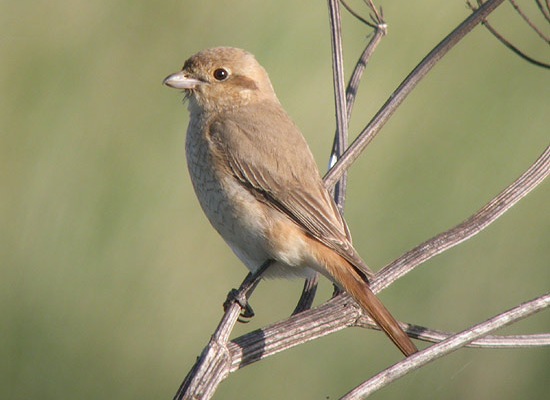 Daurian Shrike