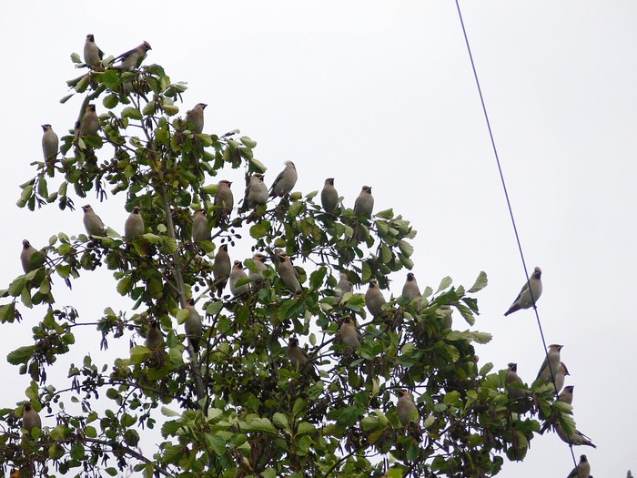 Waxwing
