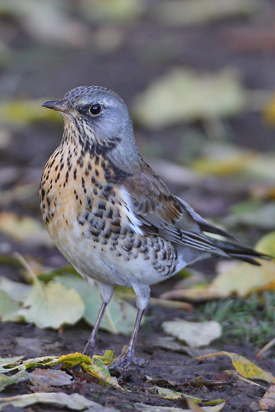 Fieldfare