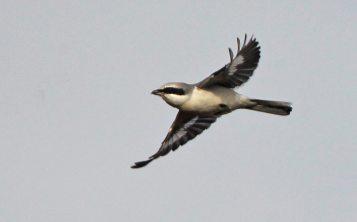 Great Grey Shrike