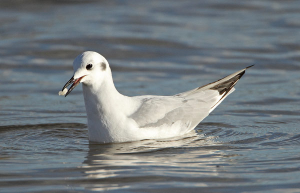 Bonaparte's Gull