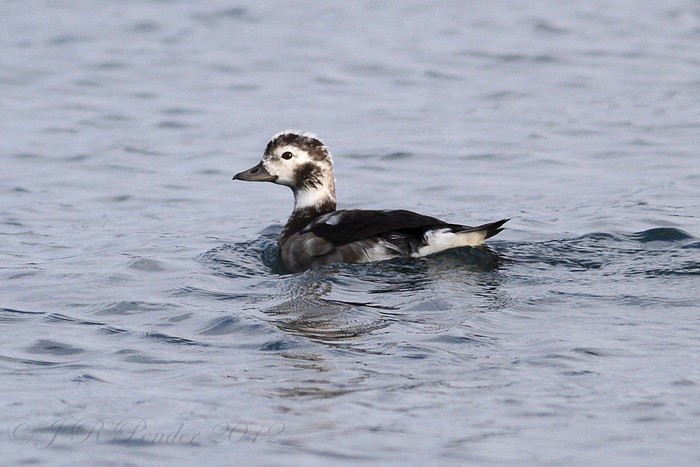 Long-tailed Duck