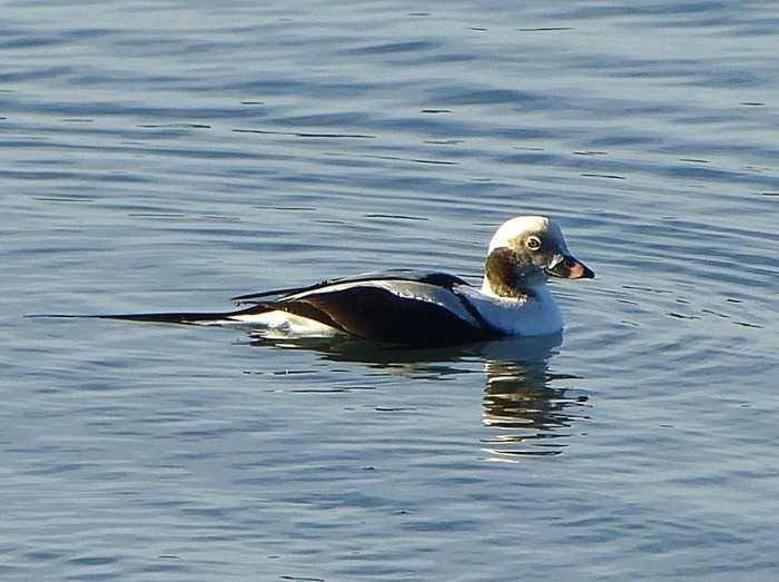 Long-tailed Duck