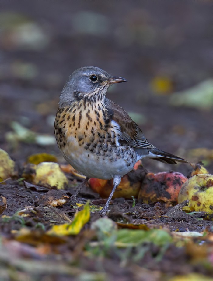 Fieldfare