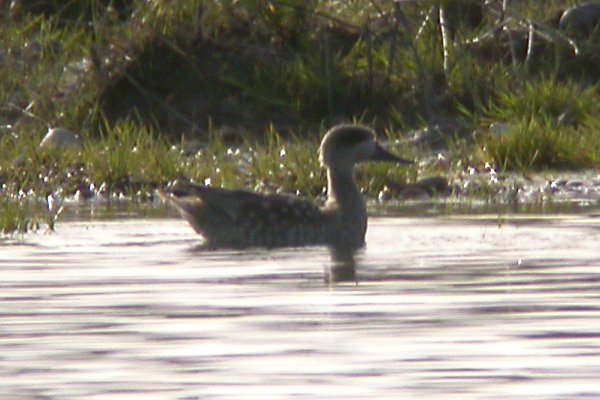 Marbled Duck