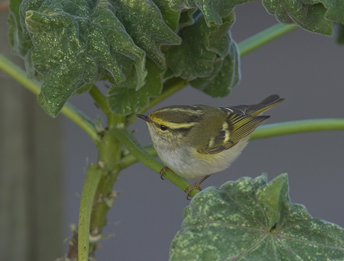 Pallas's Warbler