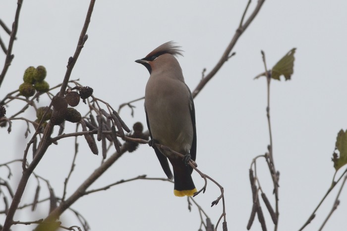 Waxwing