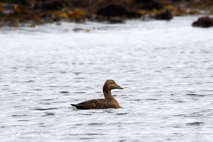 Eider
