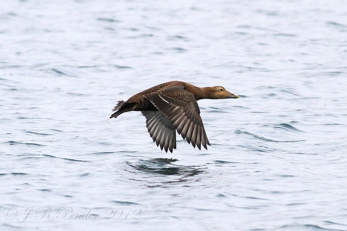 Eider