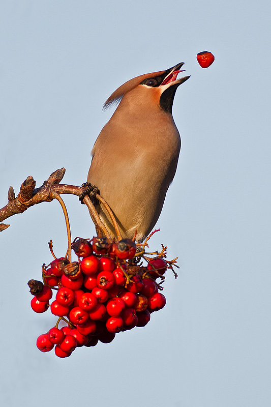 Waxwing