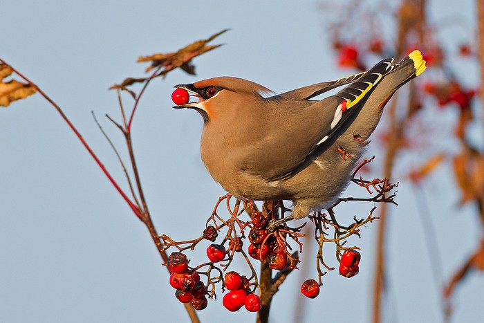 Waxwing
