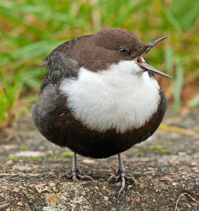 Black-bellied Dipper