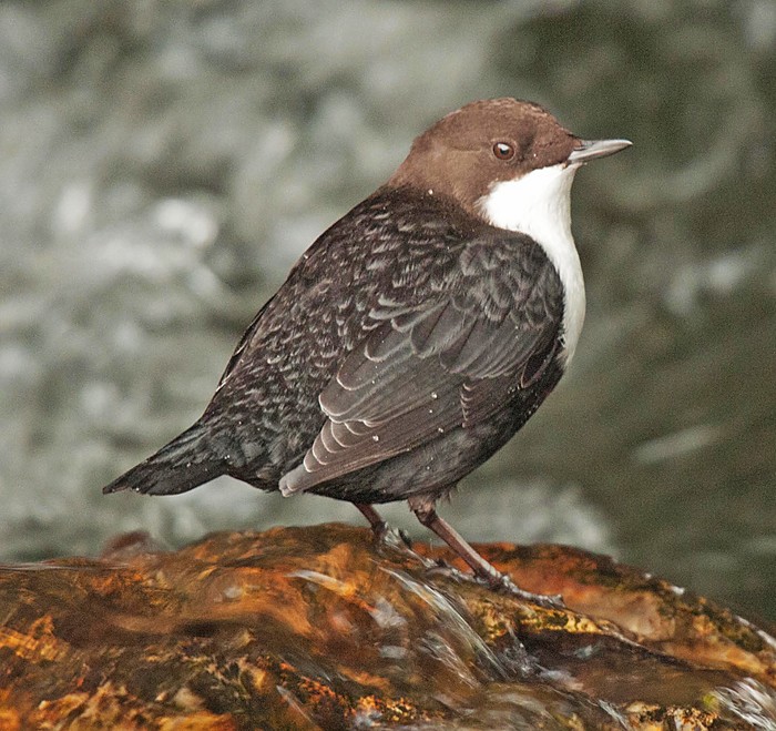 Black-bellied Dipper