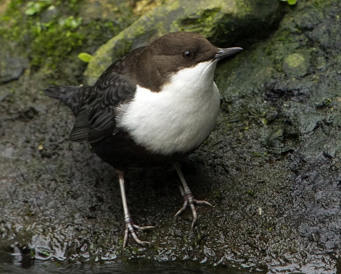 Black-bellied Dipper